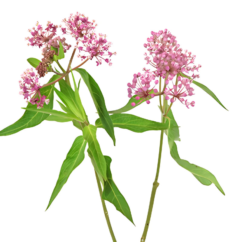 Pink Berry Milkweed Flower