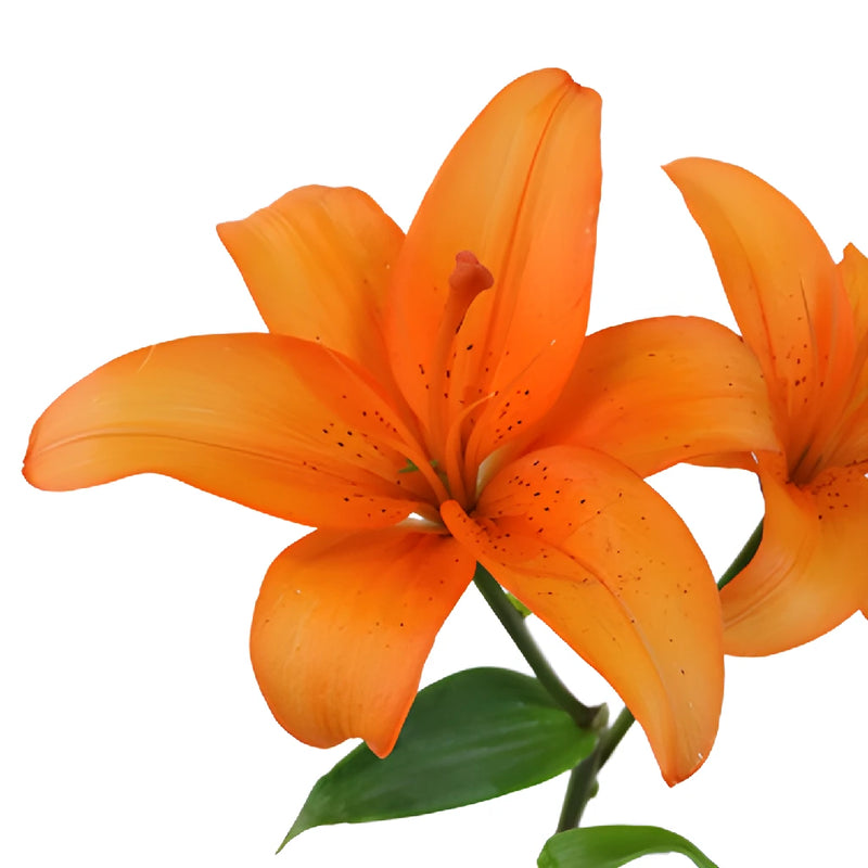 Orange Asiatic Lily