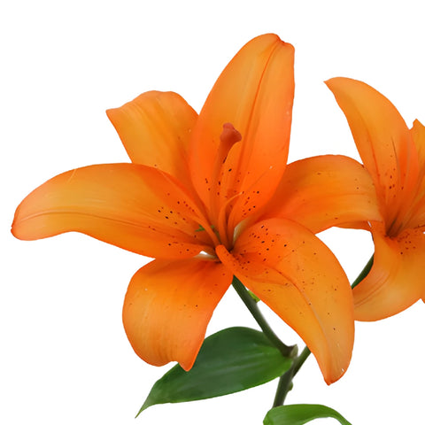 orange and white lily Buy Wholesale Orange Asiatic Lily in Bulk