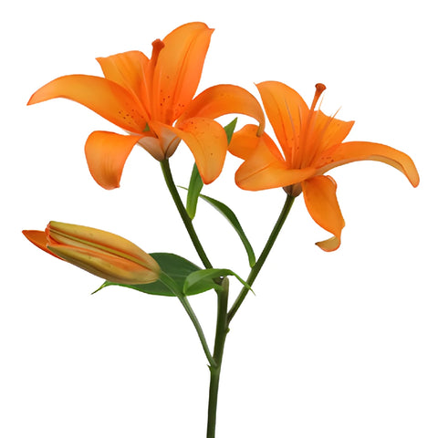 Orange Asiatic Lily