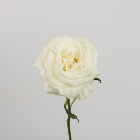 Aspen White Novelty Rose Stem - Image