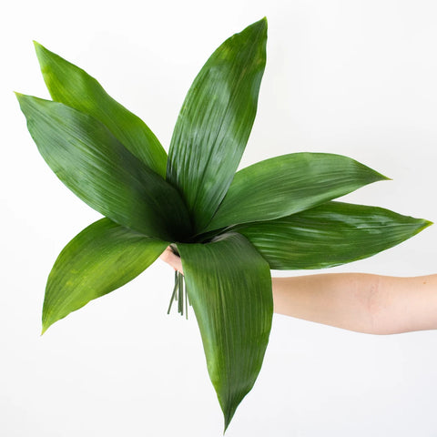 Aspidistra Leaf Greenery