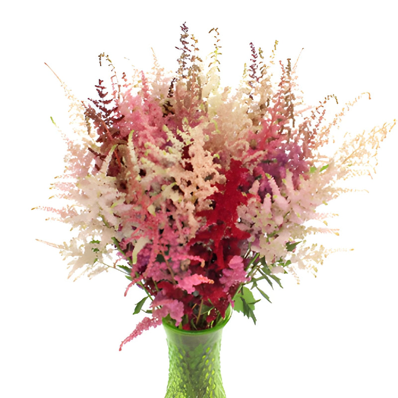 Mixed Color Astilbe Flower May to October