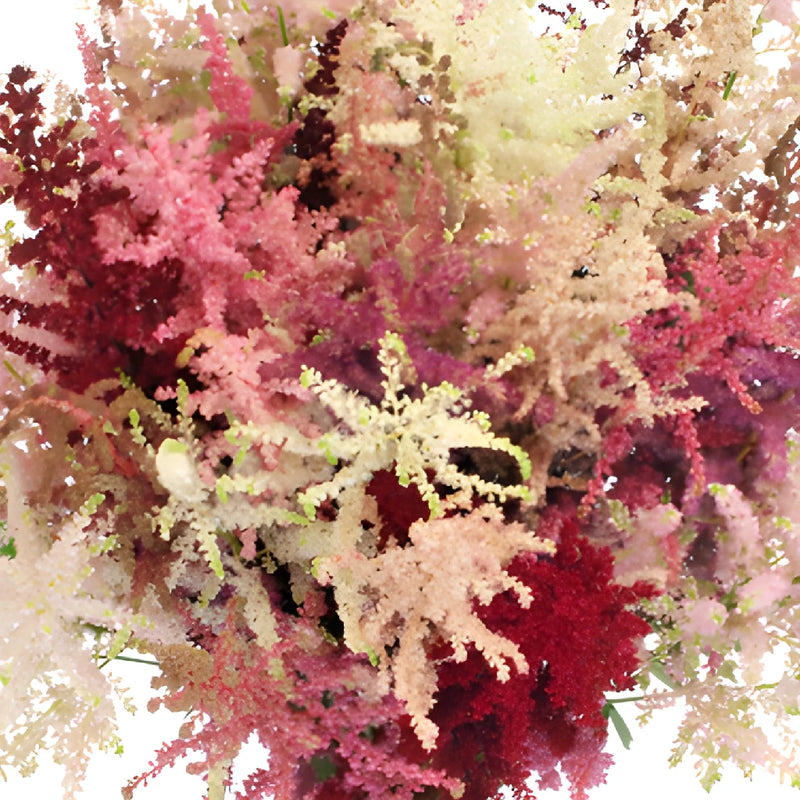 Mixed Color Astilbe Flower November to April
