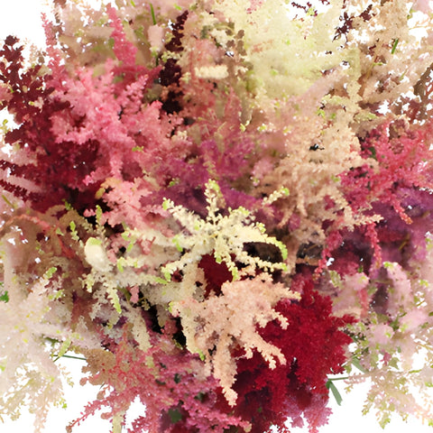 Mixed Color Astilbe Flower November to April