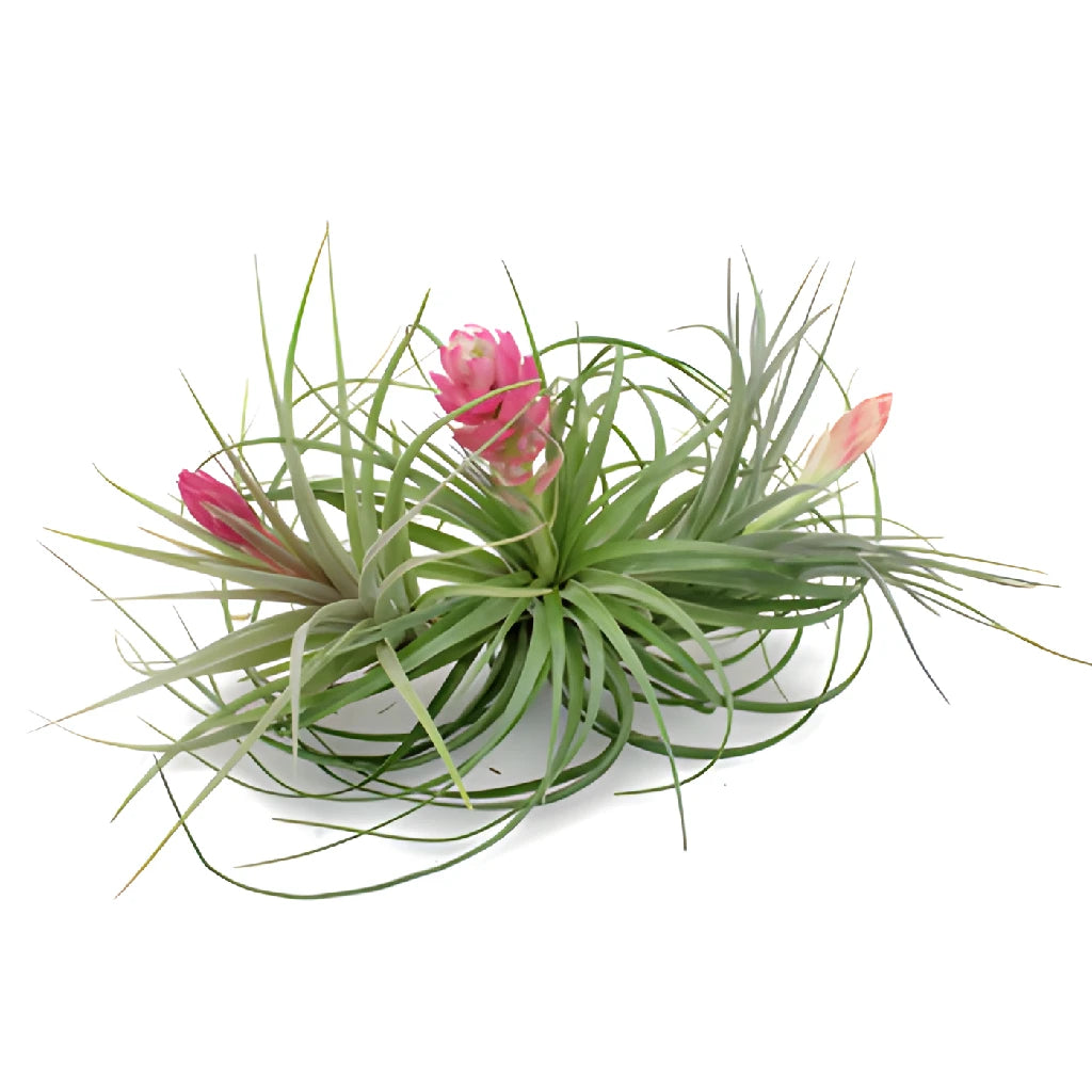 Buy Wholesale Mixed Blooming Tinted Air Plants in Bulk