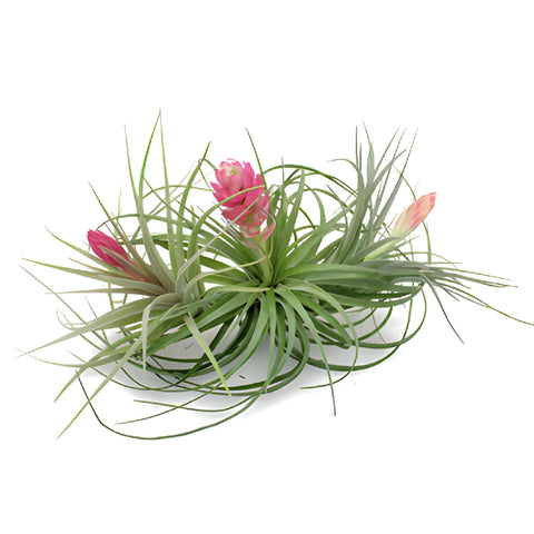 Mixed Blooming Tinted Air Plants