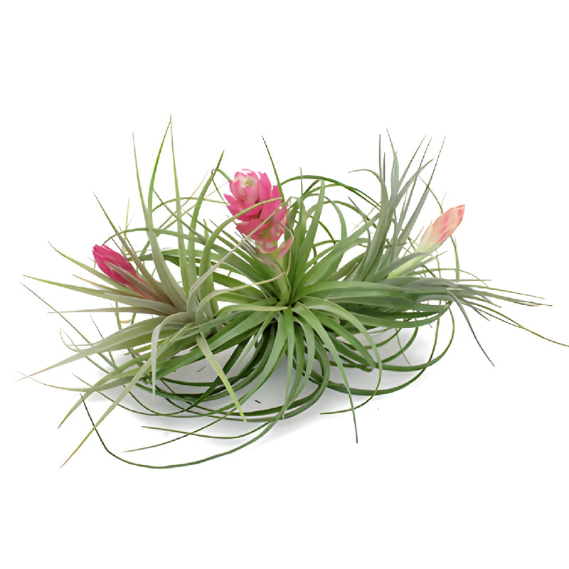 Mixed Blooming Tinted Air Plants