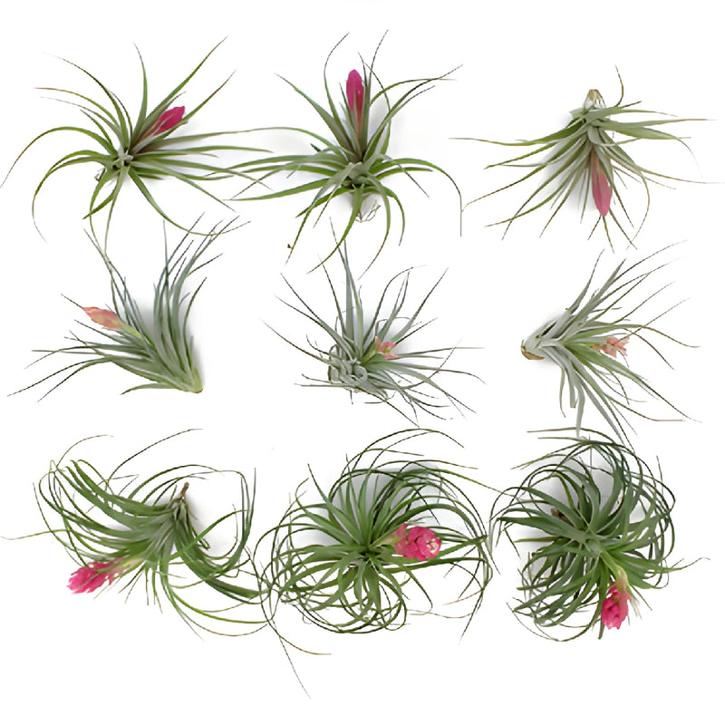 Mixed Blooming Tinted Air Plants