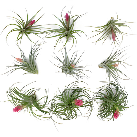 Mixed Blooming Tinted Air Plants