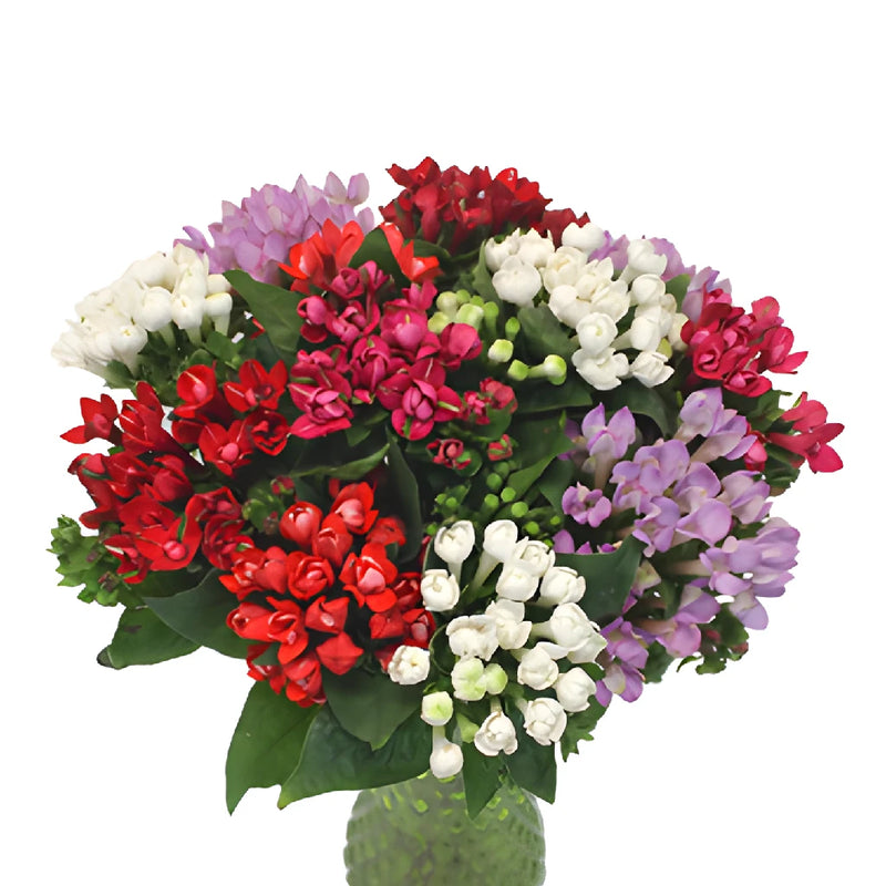 Mixed Color Assortment Bouvardia Flowers