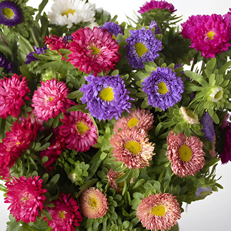Mixed Color Matsumoto Aster Flowers