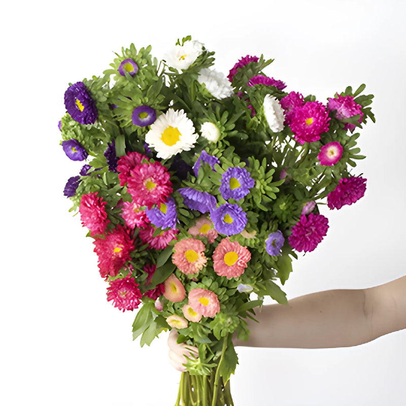 Mixed Color Matsumoto Aster Flowers