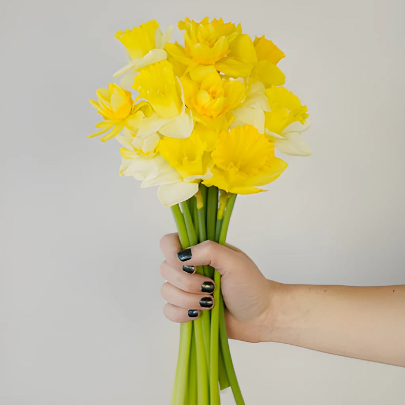 Mixed Yellow Daffodil Flowers