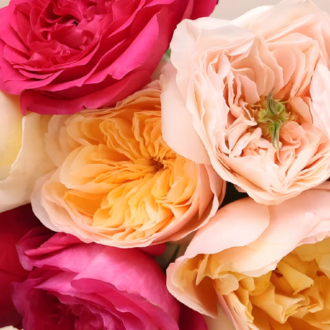 Assorted David Austin Garden Roses Close Up - Image
