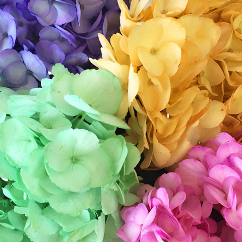 Assorted Enhanced Hydrangea Wholesale Flowers Online