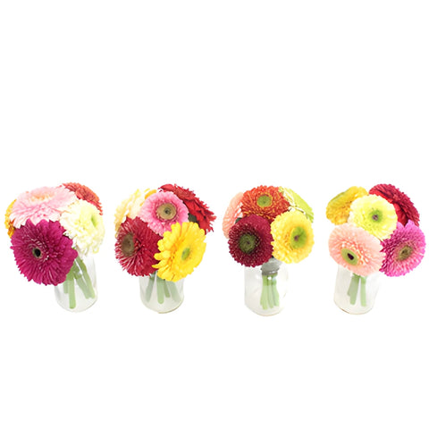 Assorted Color Gerrondo Gerbera Daisy Flowers