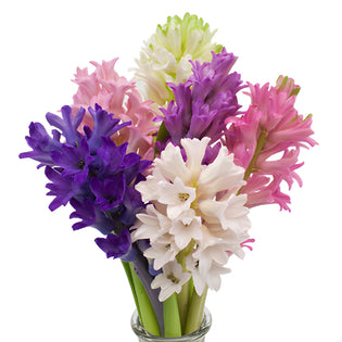 Mixed Color Hyacinth Flowers