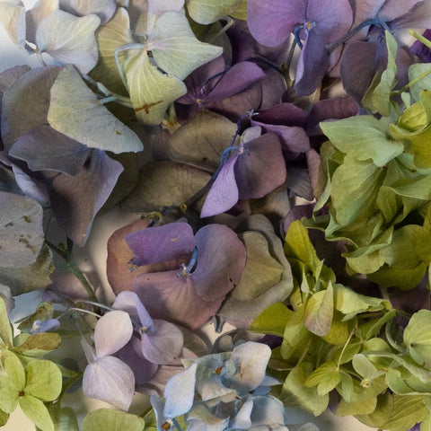 Assorted Hydrangeas Dried Petals Close Up - Image