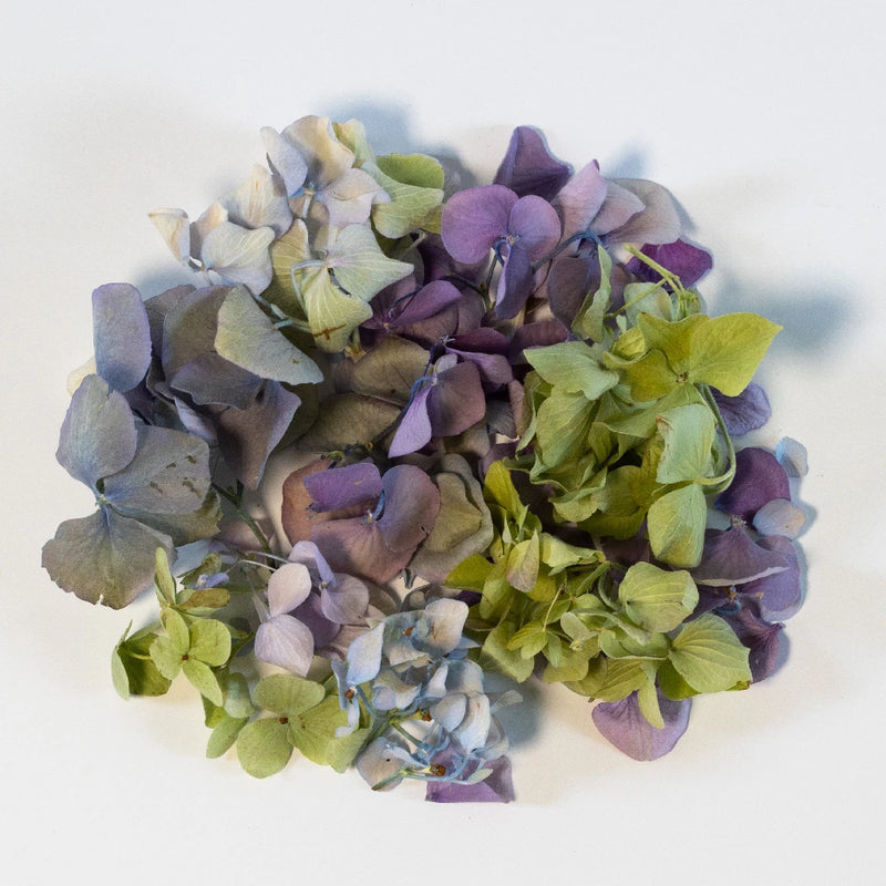Assorted Hydrangeas Dried Petals Stem - Image