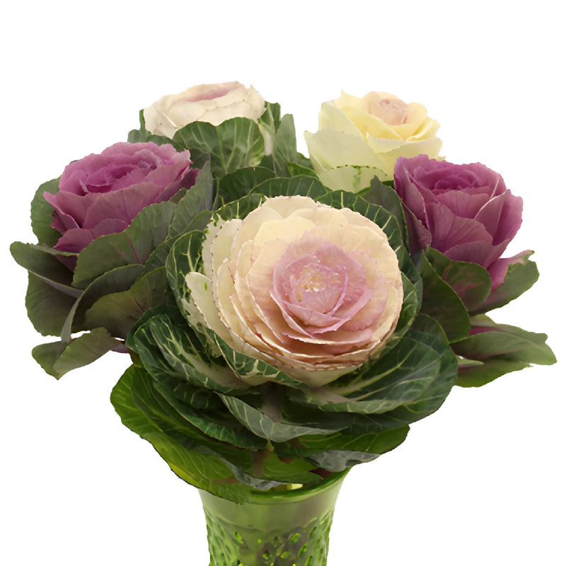 Assorted Colors Kale Mix