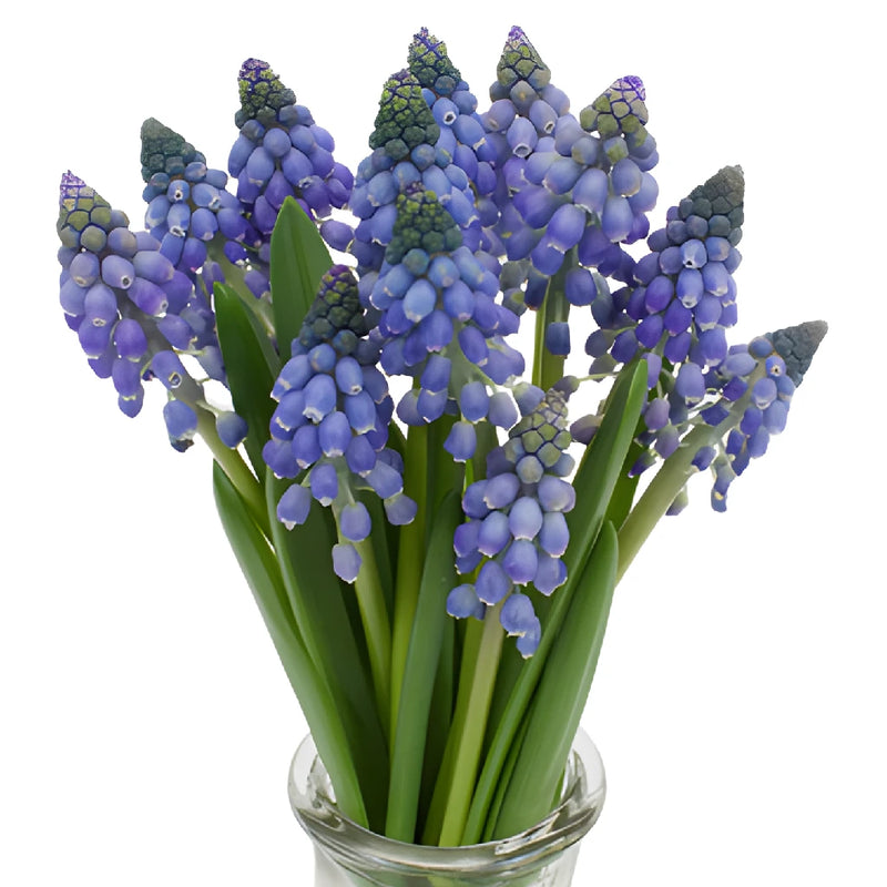 Blue Grape Muscari Hyacinth Flowers