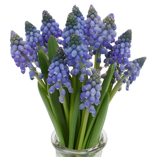 Blue Grape Muscari Hyacinth Flowers
