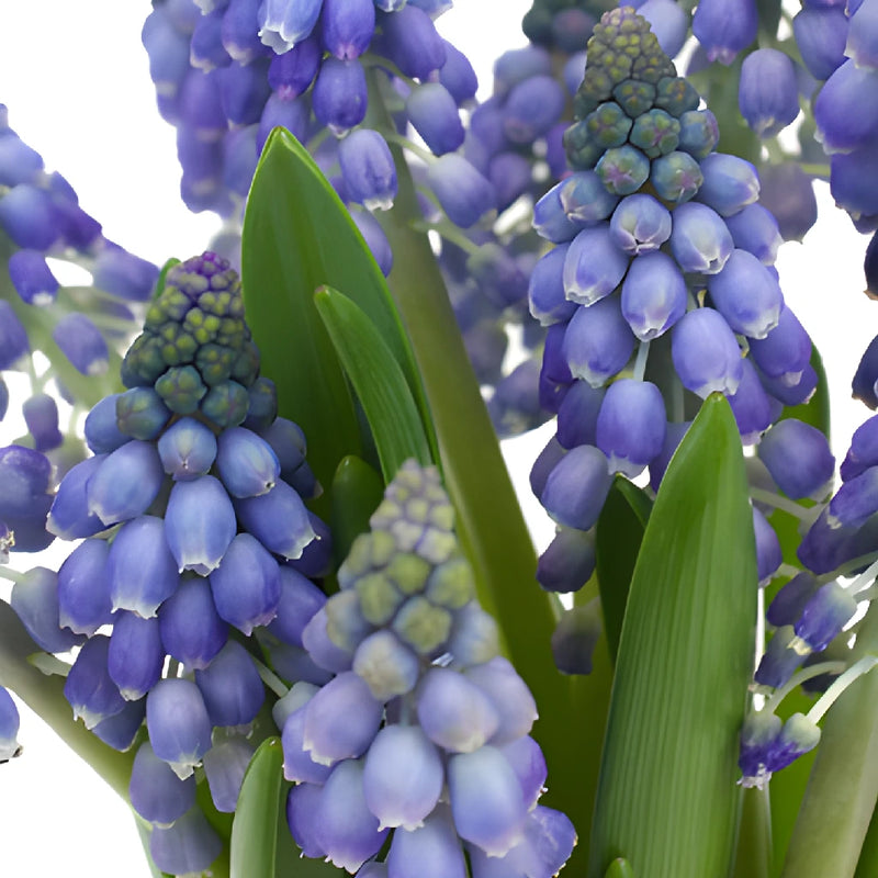 Blue Grape Muscari Hyacinth Flowers