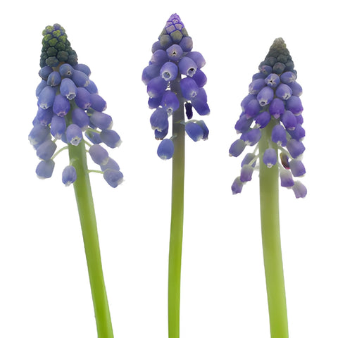 Blue Grape Muscari Hyacinth Flowers