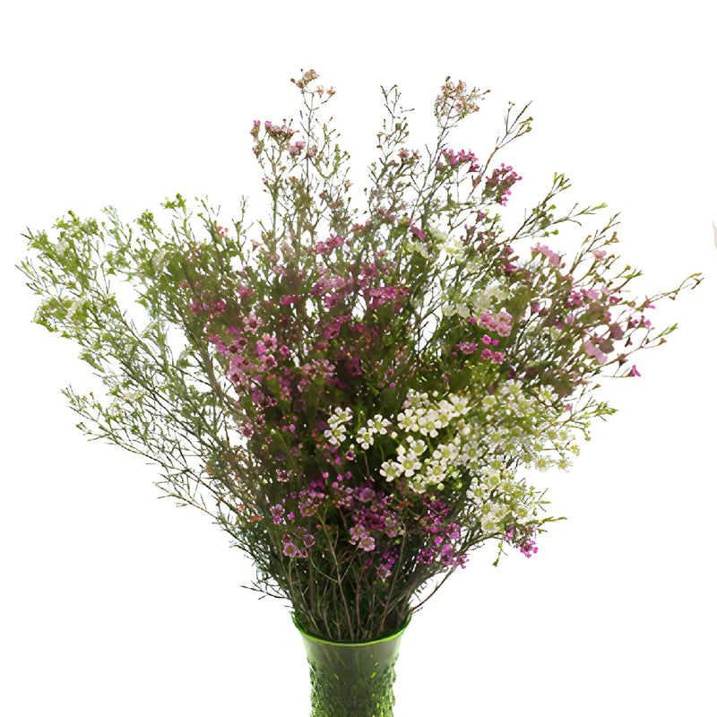 Assorted Bulk Wax Flower Dec to May Delivery