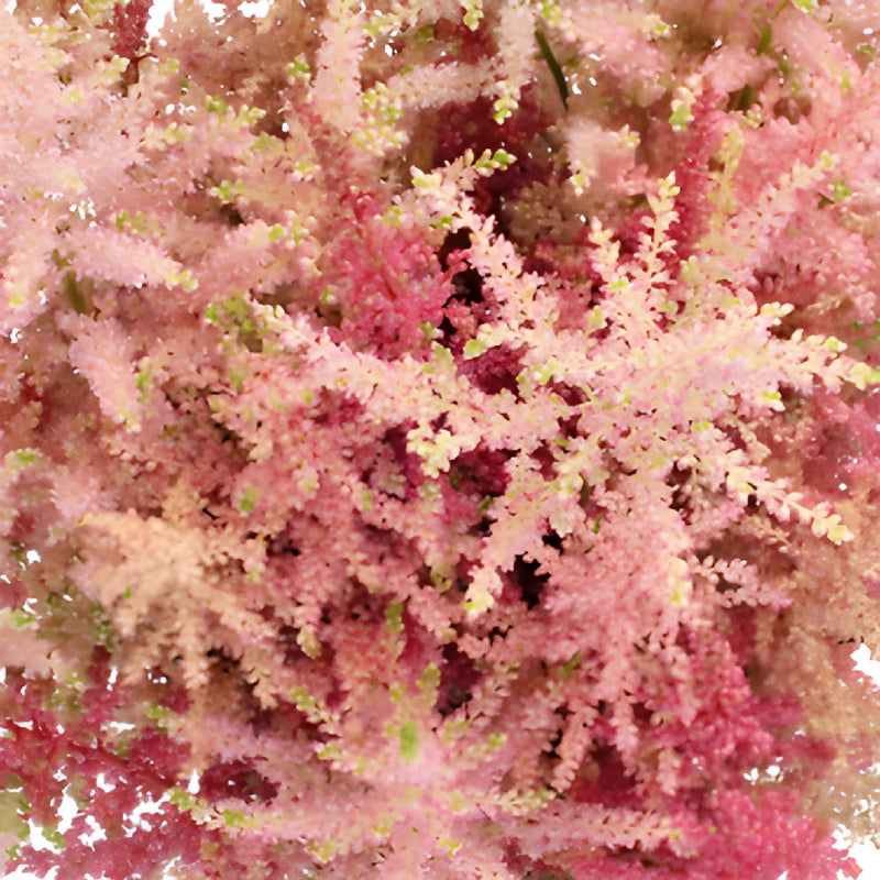 Hues of Pinks Astilbe Flower May to October