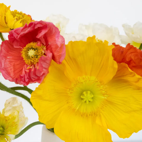 Assorted Poppy Pack Close Up - Image