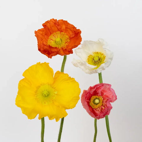 Assorted Poppy Pack Stem - Image