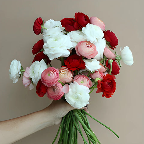 Valentine Ranunculus Fresh Cut Flowers