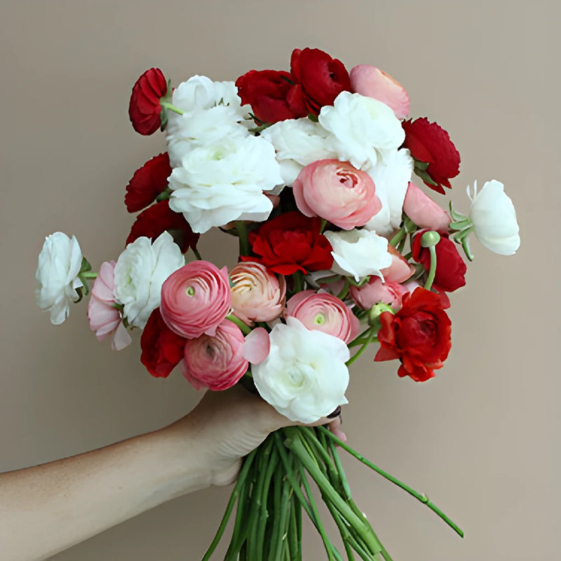 Valentine Ranunculus Fresh Cut Flowers