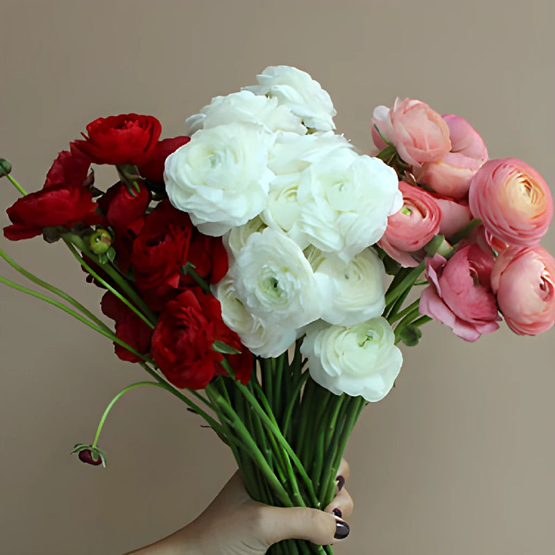 Valentine Ranunculus Fresh Cut Flowers