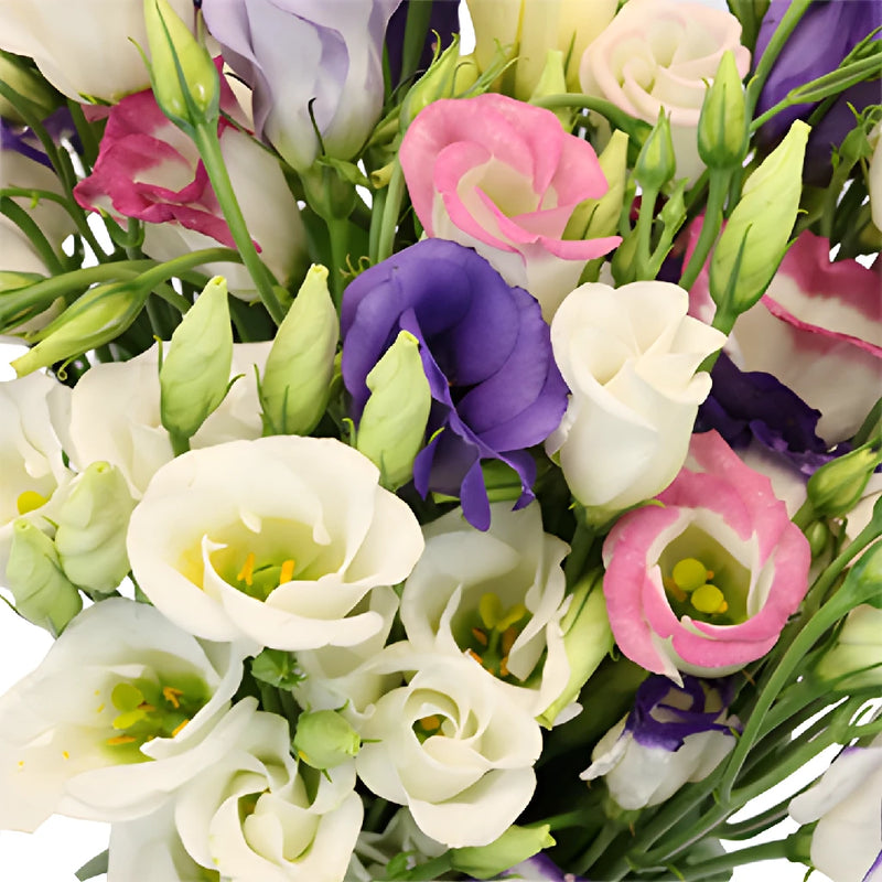 Assorted Single Lisianthus Flower