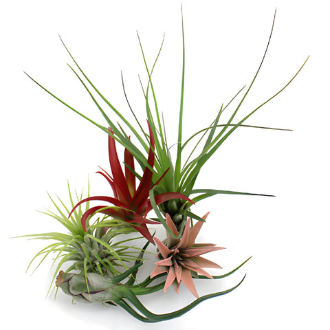 Bulk Assorted Tinted Air Plants for DIY Arranging