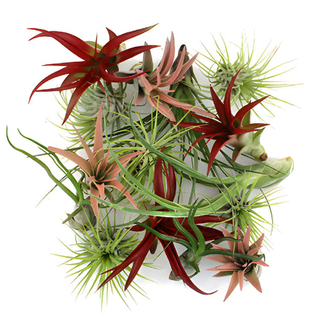 Bulk Assorted Tinted Air Plants for DIY Arranging