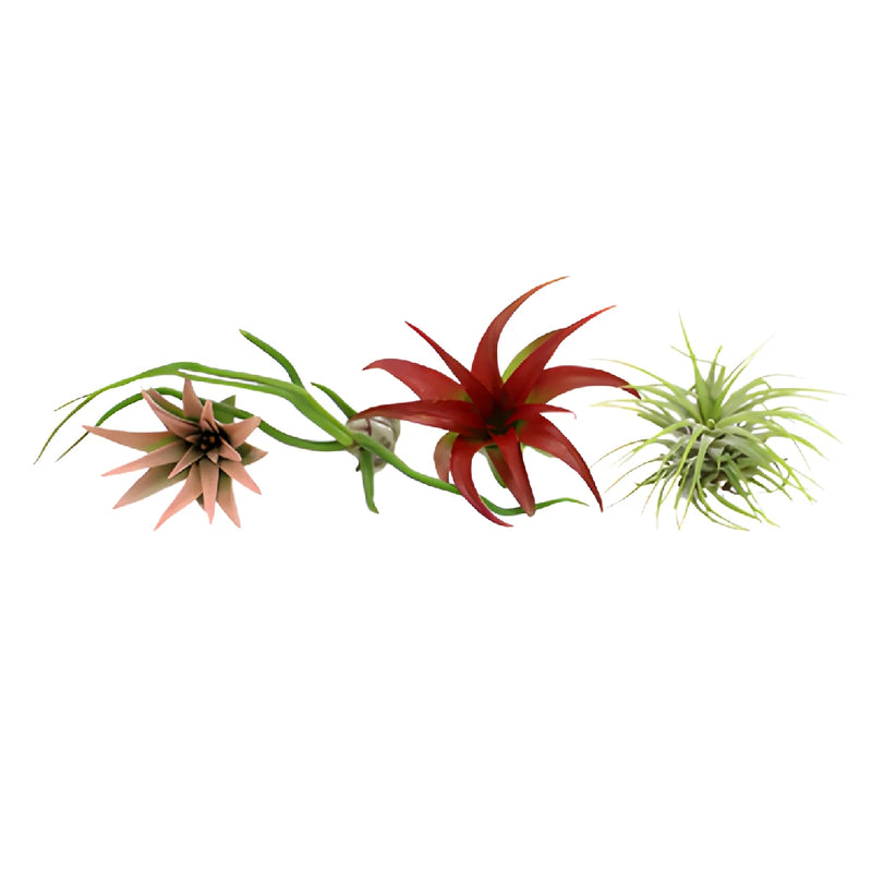 Bulk Assorted Tinted Air Plants for DIY Arranging