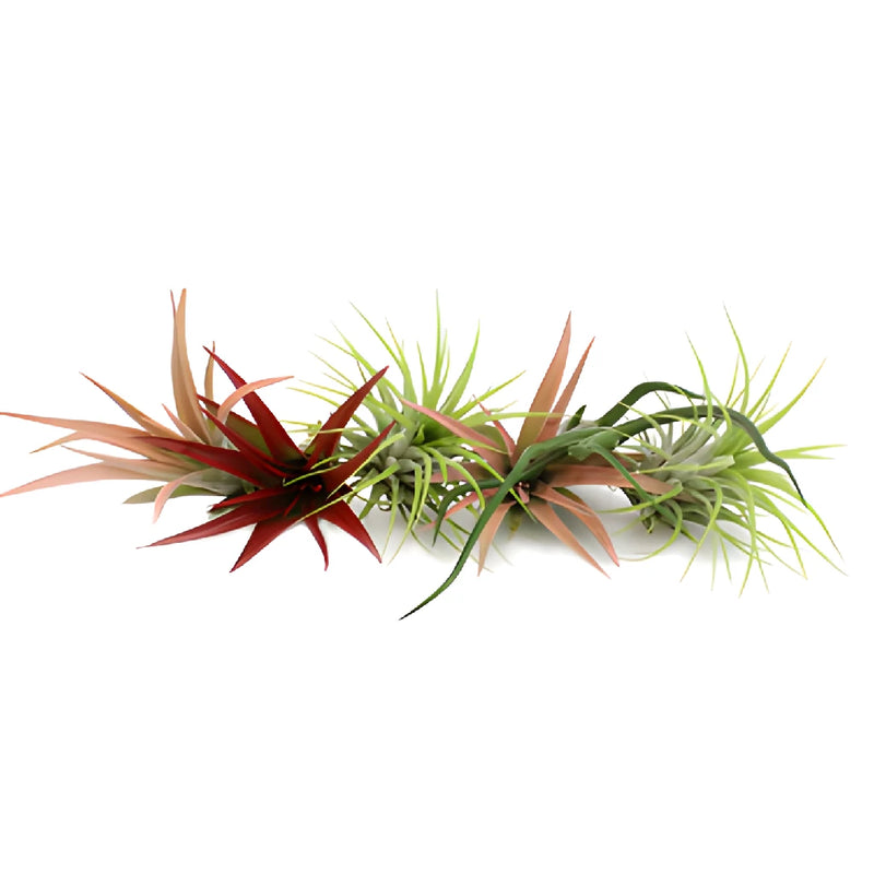 Bulk Assorted Tinted Air Plants for DIY Arranging