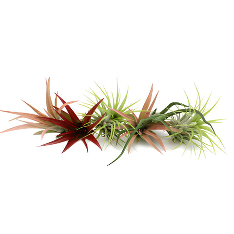 Bulk Assorted Tinted Air Plants for DIY Arranging