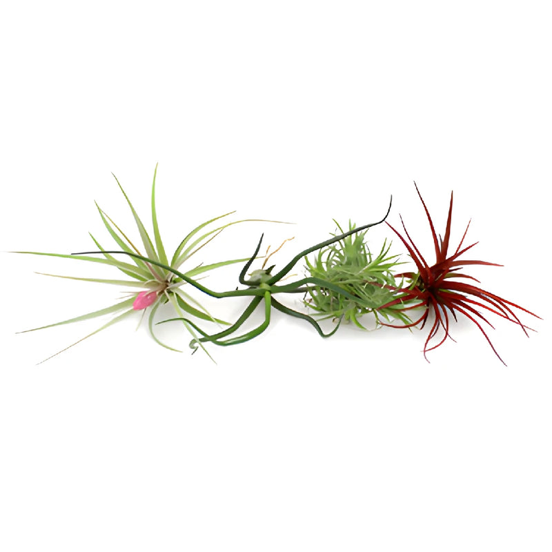 Bulk Assorted Tinted Air Plants for DIY Arranging