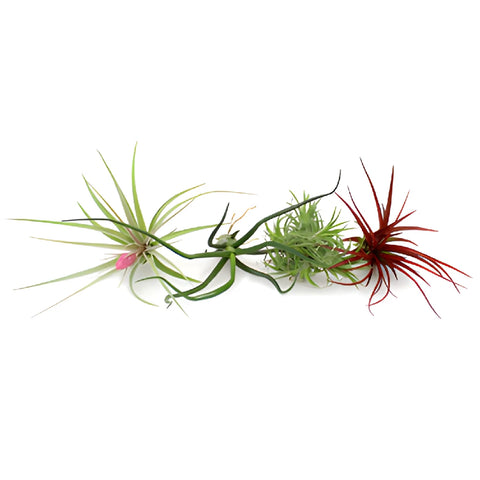Bulk Assorted Tinted Air Plants for DIY Arranging