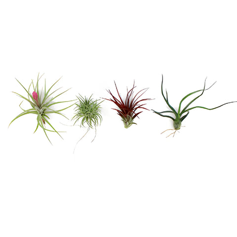 Bulk Assorted Tinted Air Plants for DIY Arranging