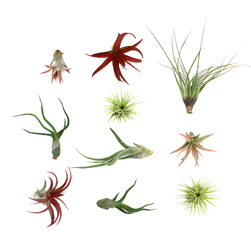 Bulk Assorted Tinted Air Plants for DIY Arranging