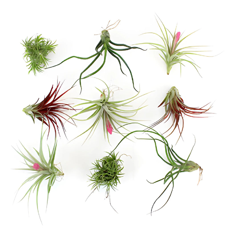 Bulk Assorted Tinted Air Plants for DIY Arranging