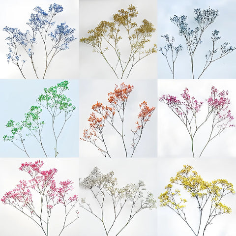 Choose Your Color Tinted Baby's Breath Flower
