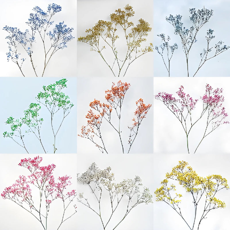 Choose Your Color Tinted Baby's Breath Flower