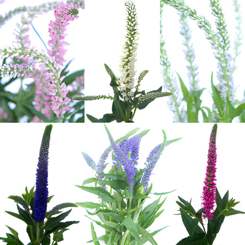 Mixed Colors Veronica Flowers